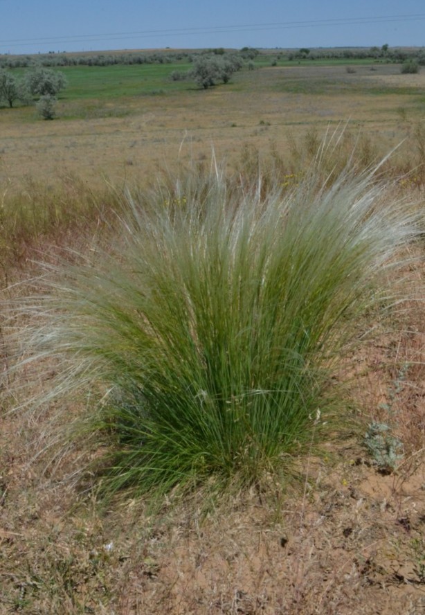 Image of genus Stipa specimen.