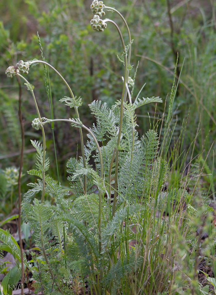 Image of Tanacetum crassipes specimen.