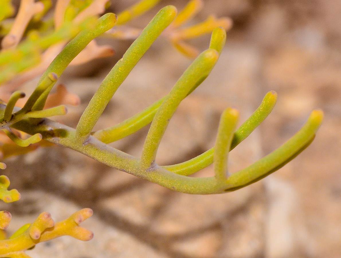 Image of Pseuderucaria clavata specimen.