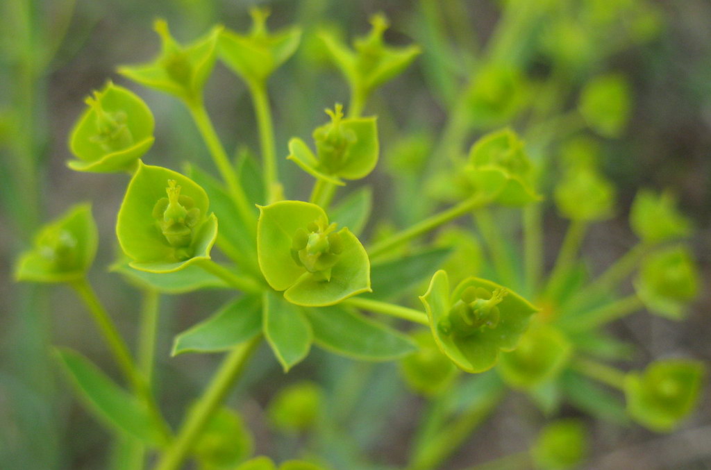 Изображение особи род Euphorbia.