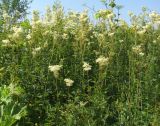 Смотреть изображение Filipendula ulmaria