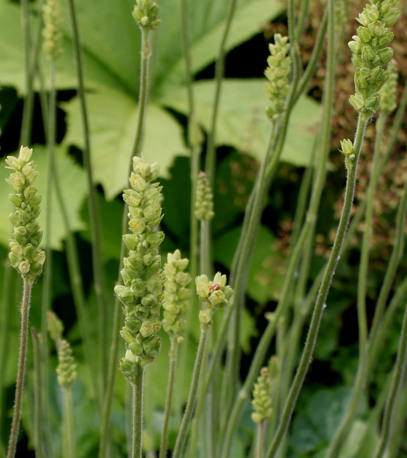 Image of Heuchera cylindrica specimen.