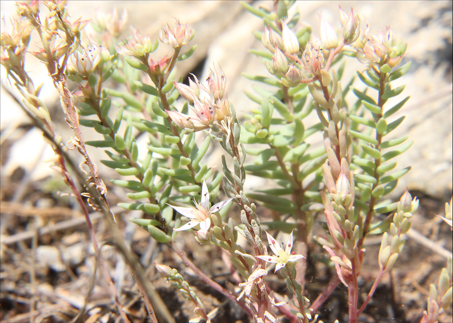 Image of Sedum pallidum specimen.