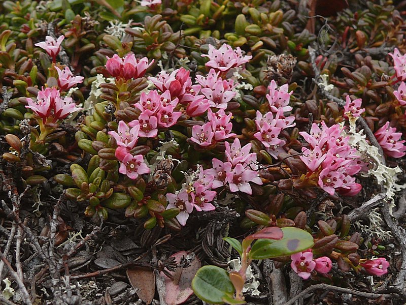 Image of Loiseleuria procumbens specimen.