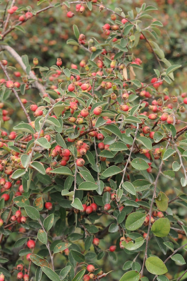 Изображение особи Cotoneaster suavis.