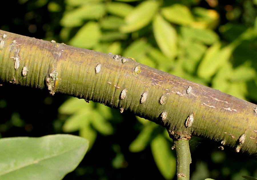 Image of Styphnolobium japonicum specimen.