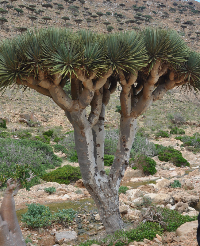 Изображение особи Dracaena cinnabari.