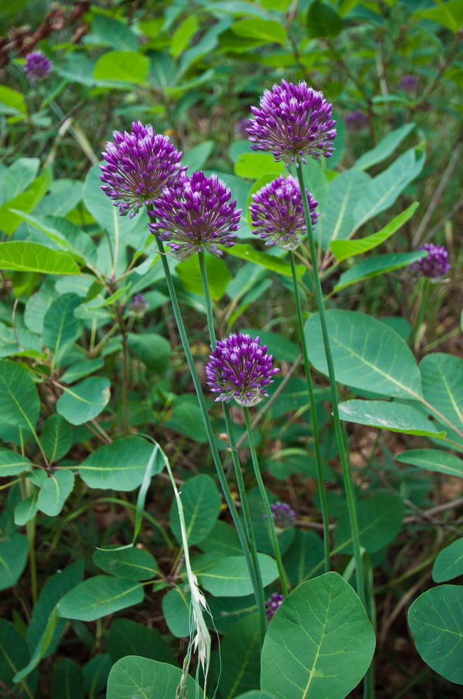 Изображение особи Allium rotundum.