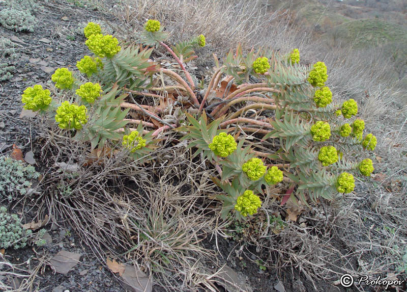 Image of Euphorbia rigida specimen.