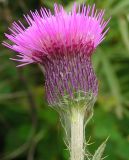 Cirsium maackii