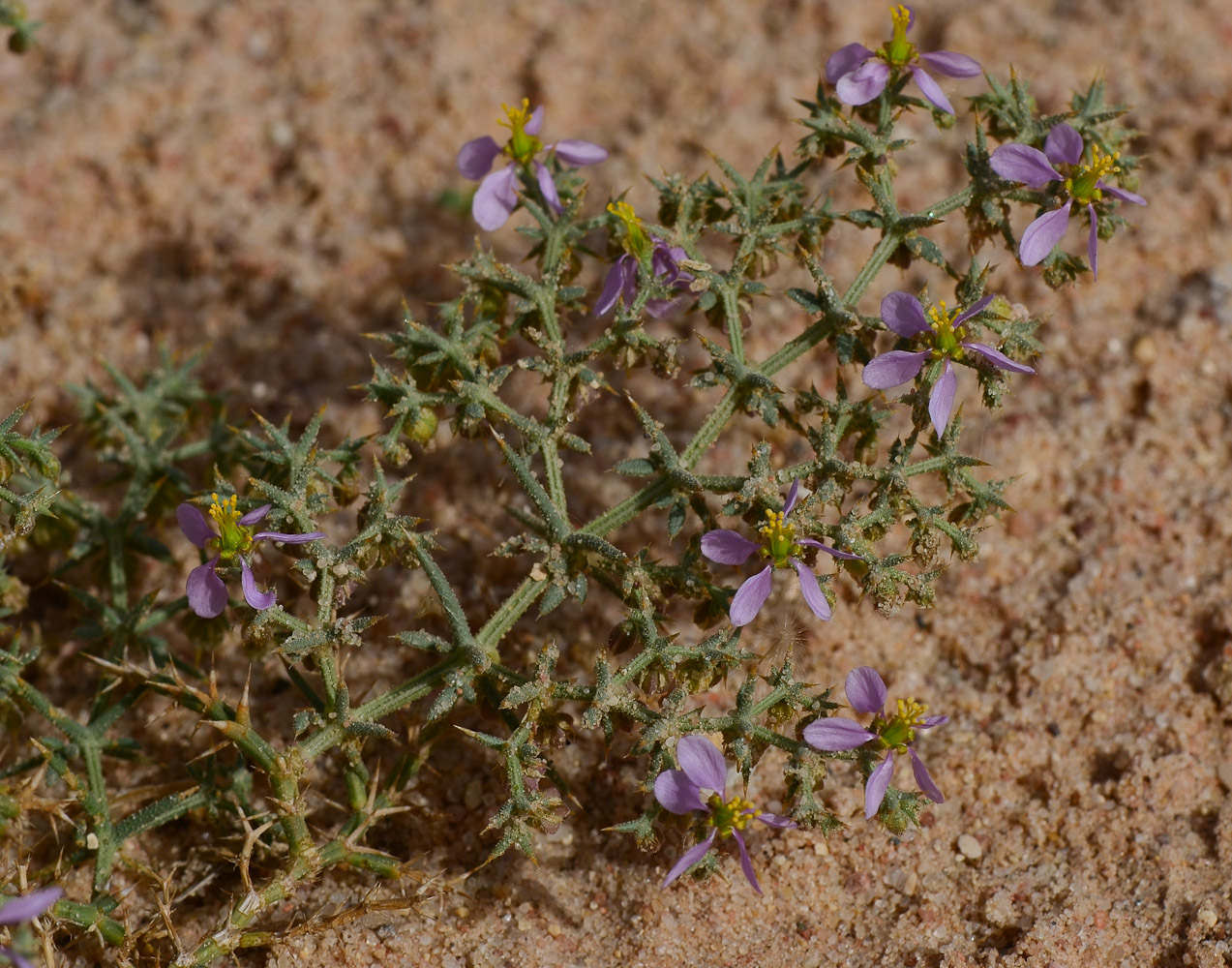 Image of Fagonia glutinosa specimen.