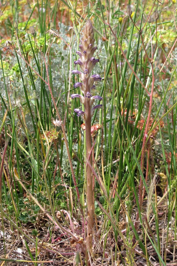 Изображение особи Orobanche cumana.