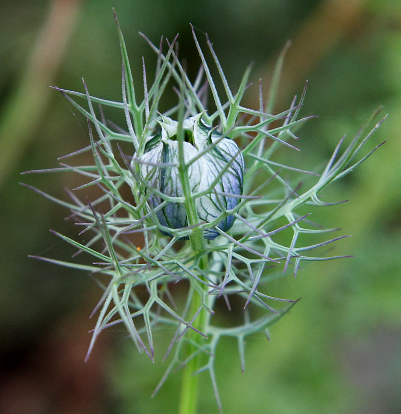 Image of Nigella damascena specimen.