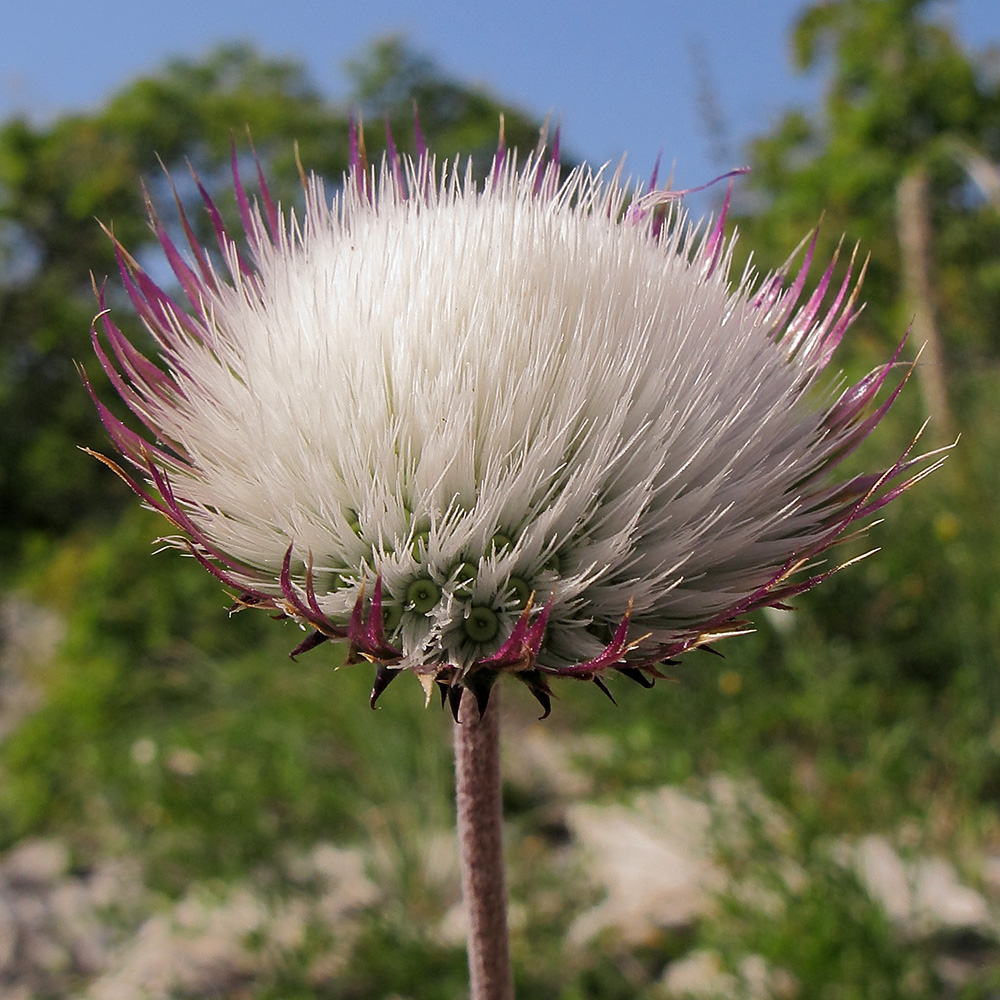 Image of Jurinea blanda specimen.