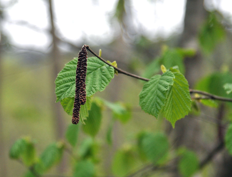 Image of Corylus avellana specimen.