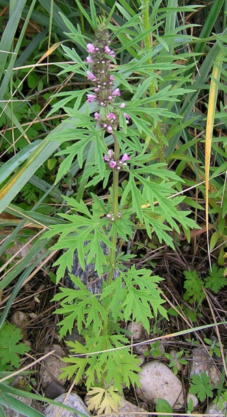 Image of Leonurus japonicus specimen.