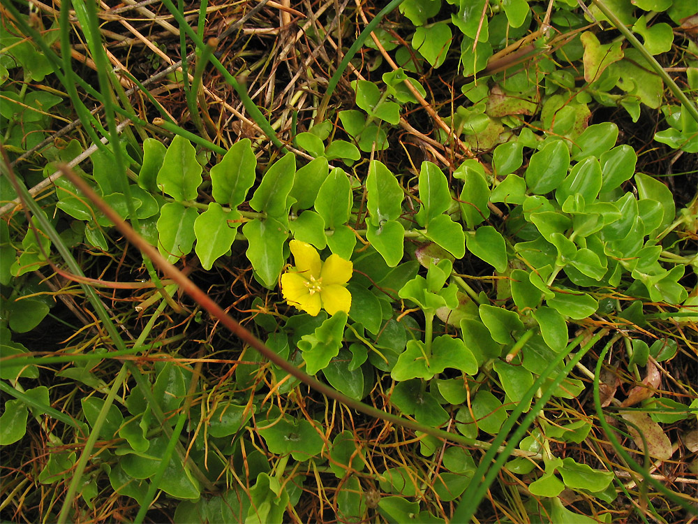 Image of Lysimachia nummularia specimen.