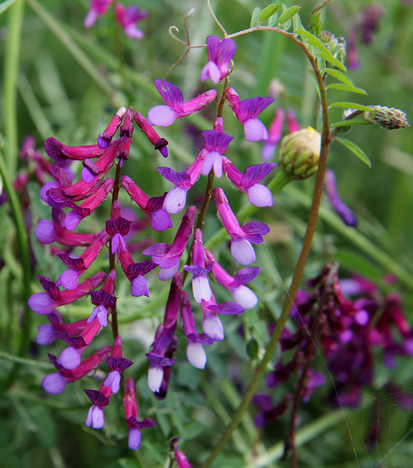 Image of Vicia varia specimen.