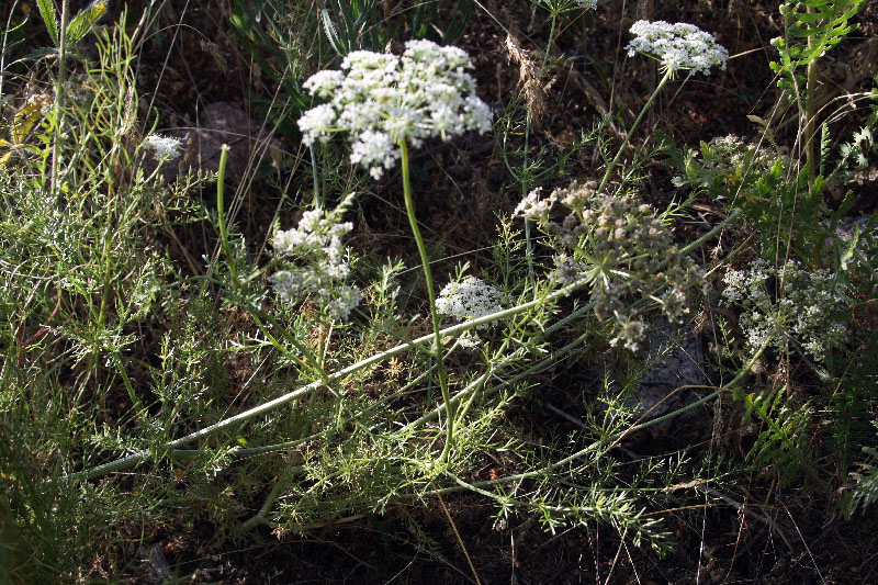 Image of Schrenkia golickeana specimen.