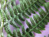 Athyrium filix-femina. Часть вайи с сорусами (вид снизу). Мурманская обл. Североморский р-н, окр. пгт Росляково, берег губы Грязная Кольского залива, высокоствольный березовый лес с густым травяным подростом. 17.08.2014.