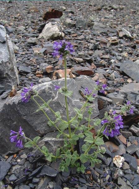 Image of Nepeta supina specimen.