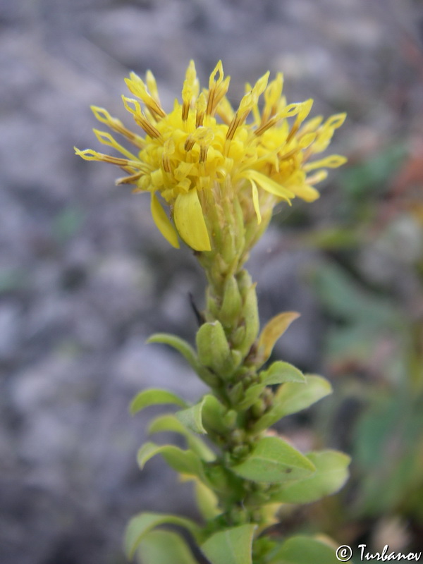 Image of Solidago virgaurea ssp. taurica specimen.