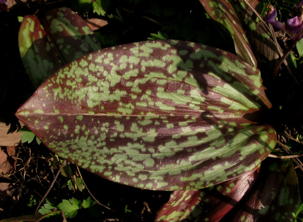 Изображение особи Erythronium sajanense.