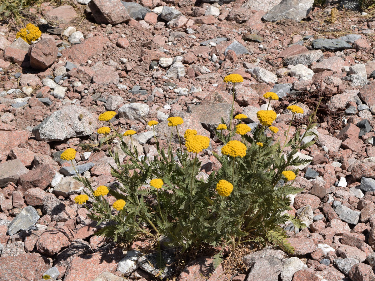 Image of Achillea filipendulina specimen.