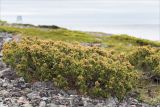 Juniperus sibirica. Растение с микростробилами среди россыпи камней. Кольский п-ов, Кандалакшский берег Белого моря, каменистая коса. 23.06.2015.