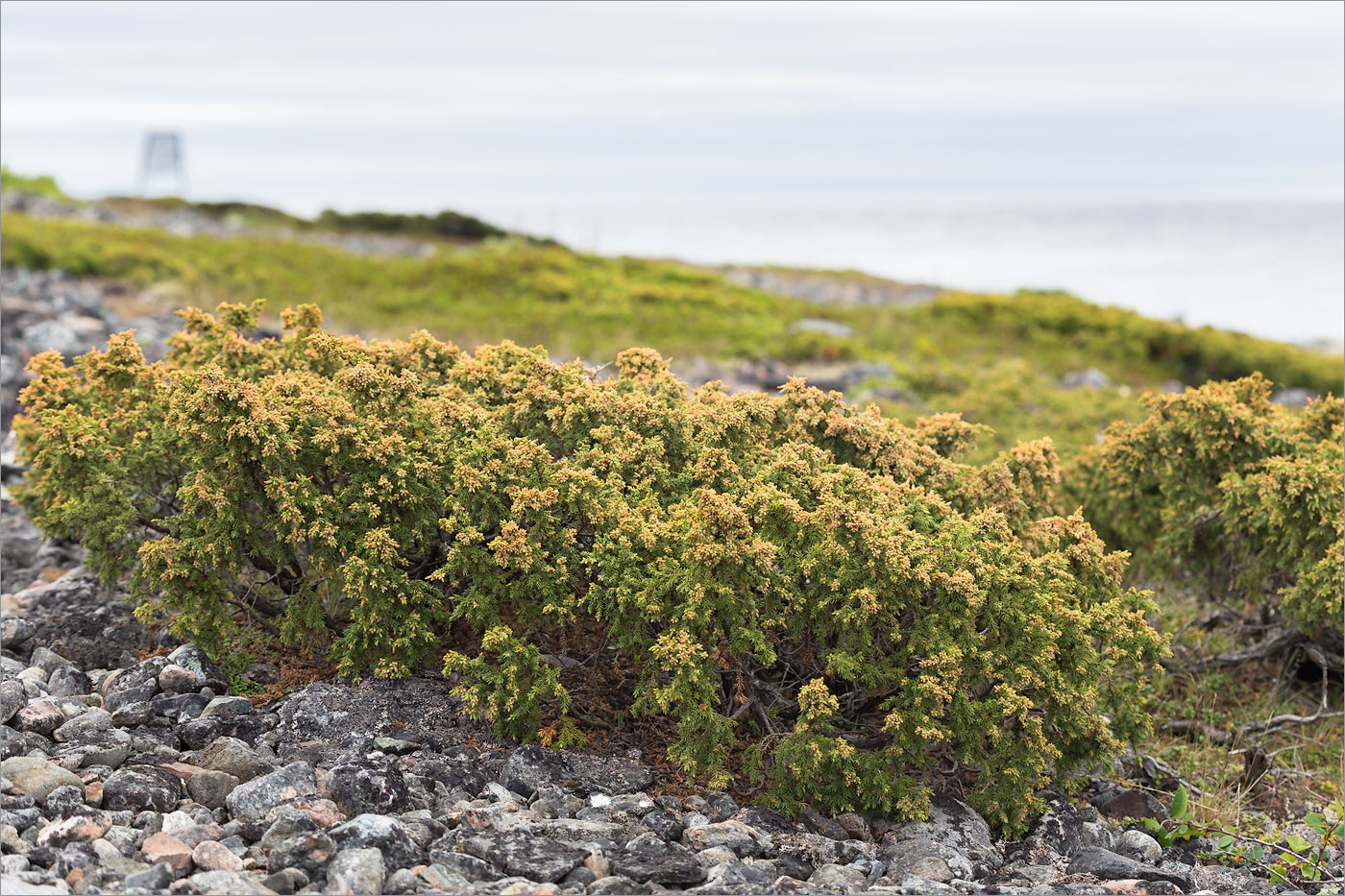 Image of Juniperus sibirica specimen.