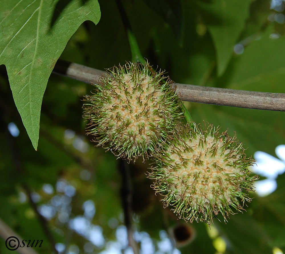 Изображение особи Platanus orientalis.