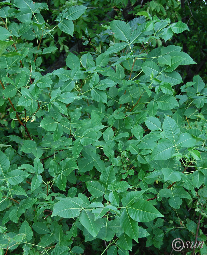 Image of Ptelea trifoliata specimen.