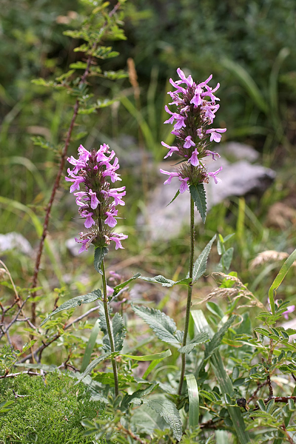 Image of Betonica betoniciflora specimen.