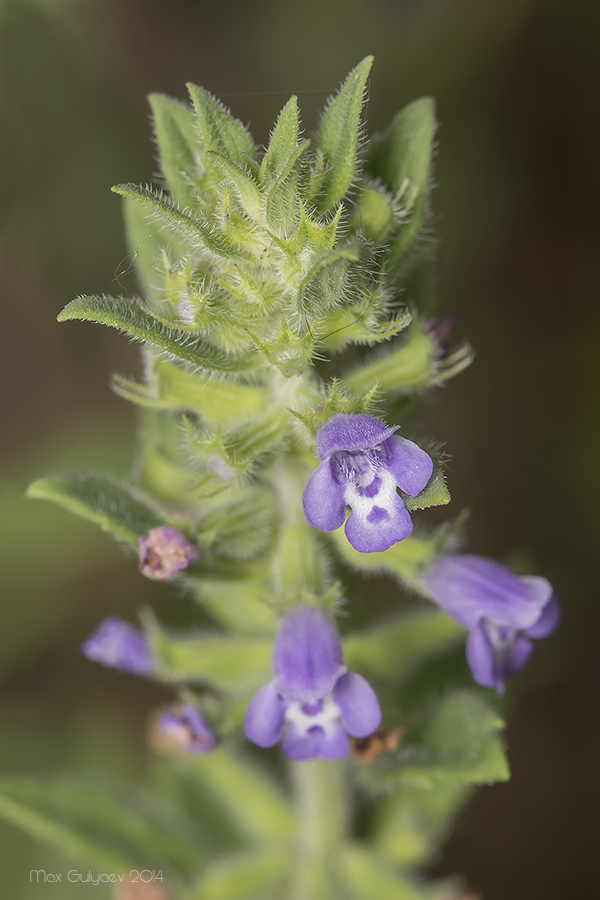 Image of Ziziphora villosa specimen.