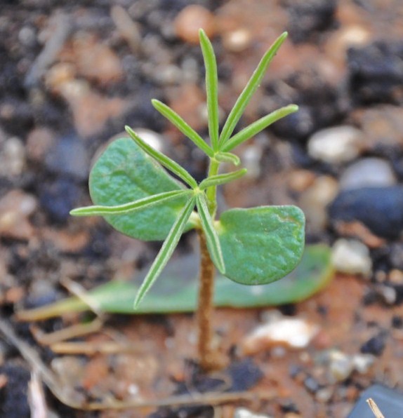 Image of Lupinus angustifolius specimen.