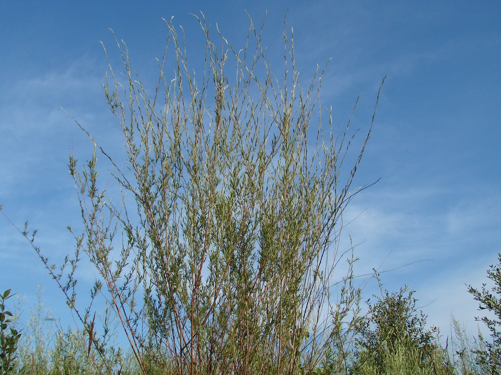 Image of Salix microstachya specimen.