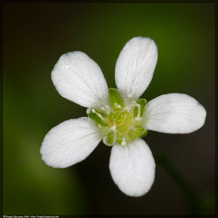 Image of Moehringia lateriflora specimen.