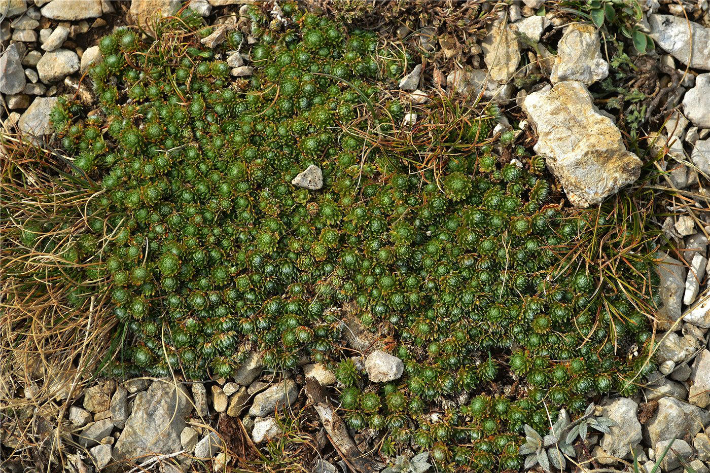 Image of Androsace taurica specimen.