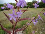 Campanula × spryginii. Часть соцветия. Самарская обл., окр. г. Жигулёвск, склон горы Могутова, каменистая степь на карбонатном субстрате. 20 июля 2015 г.