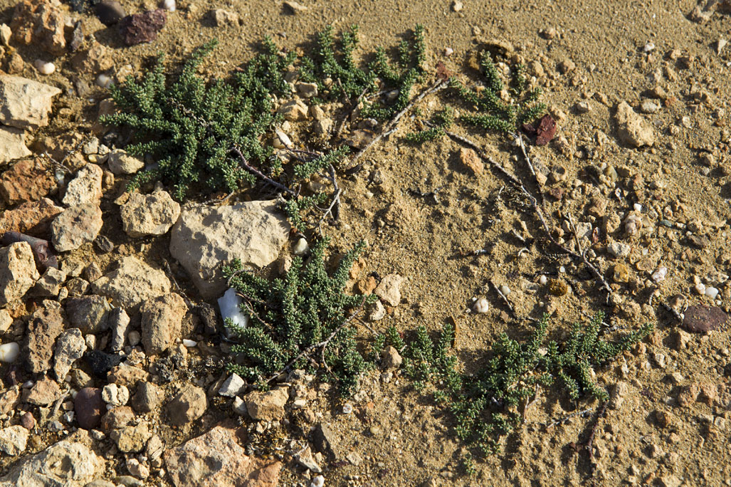 Image of Frankenia hirsuta specimen.