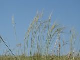 genus Stipa