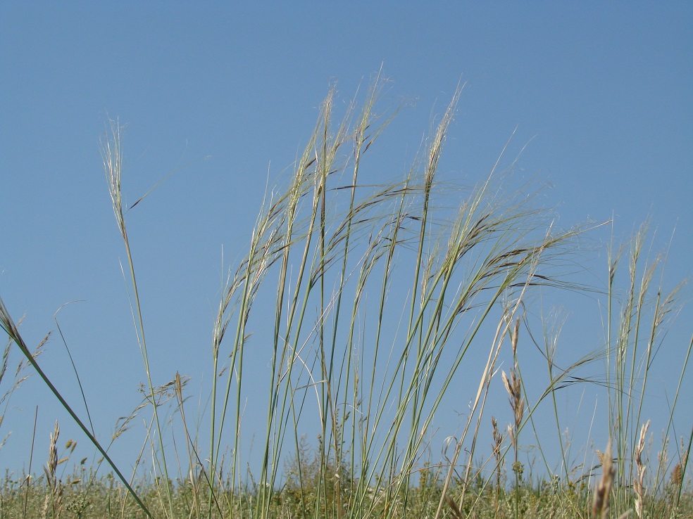 Изображение особи род Stipa.