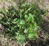 Lupinus polyphyllus