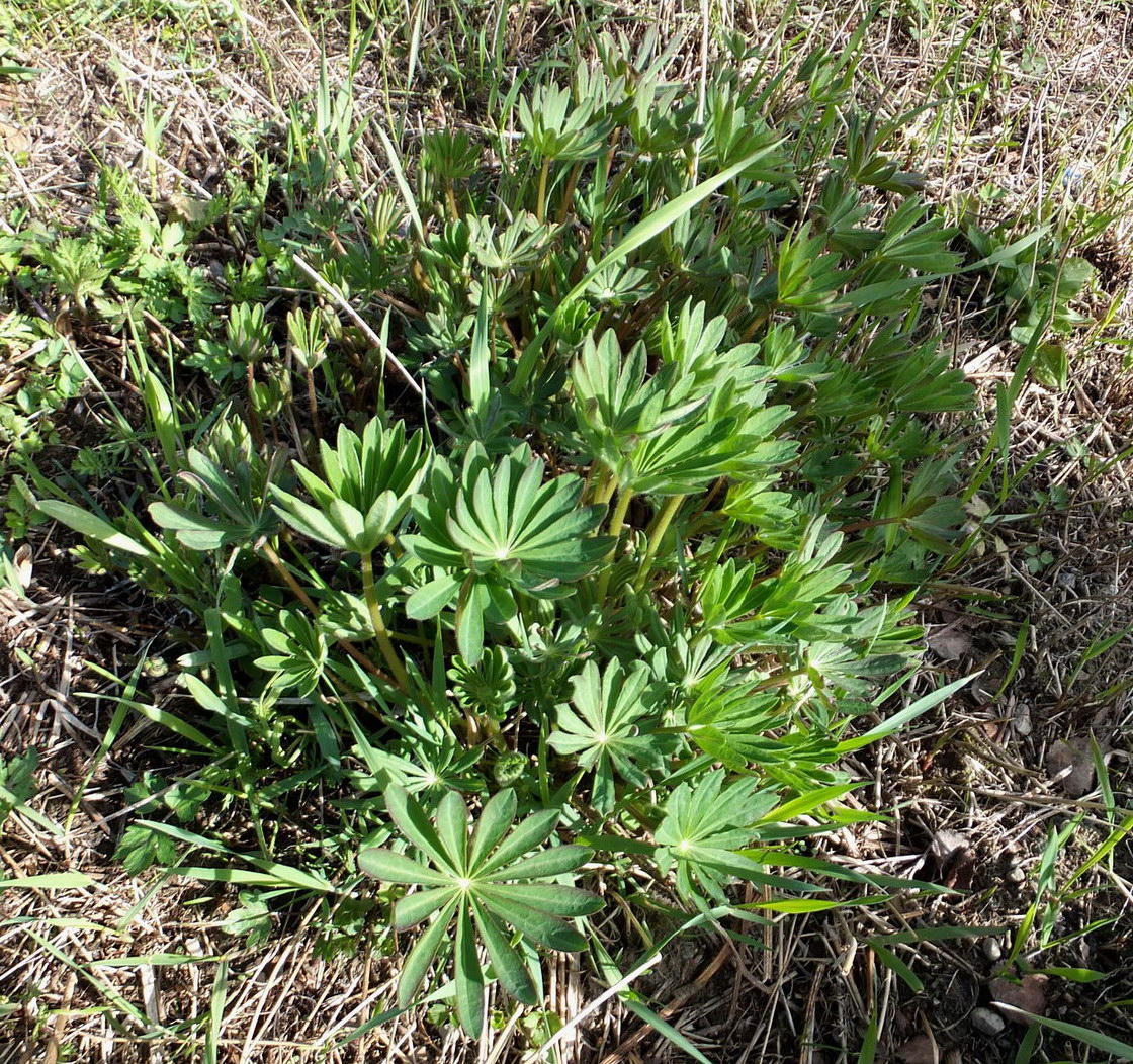 Image of Lupinus polyphyllus specimen.