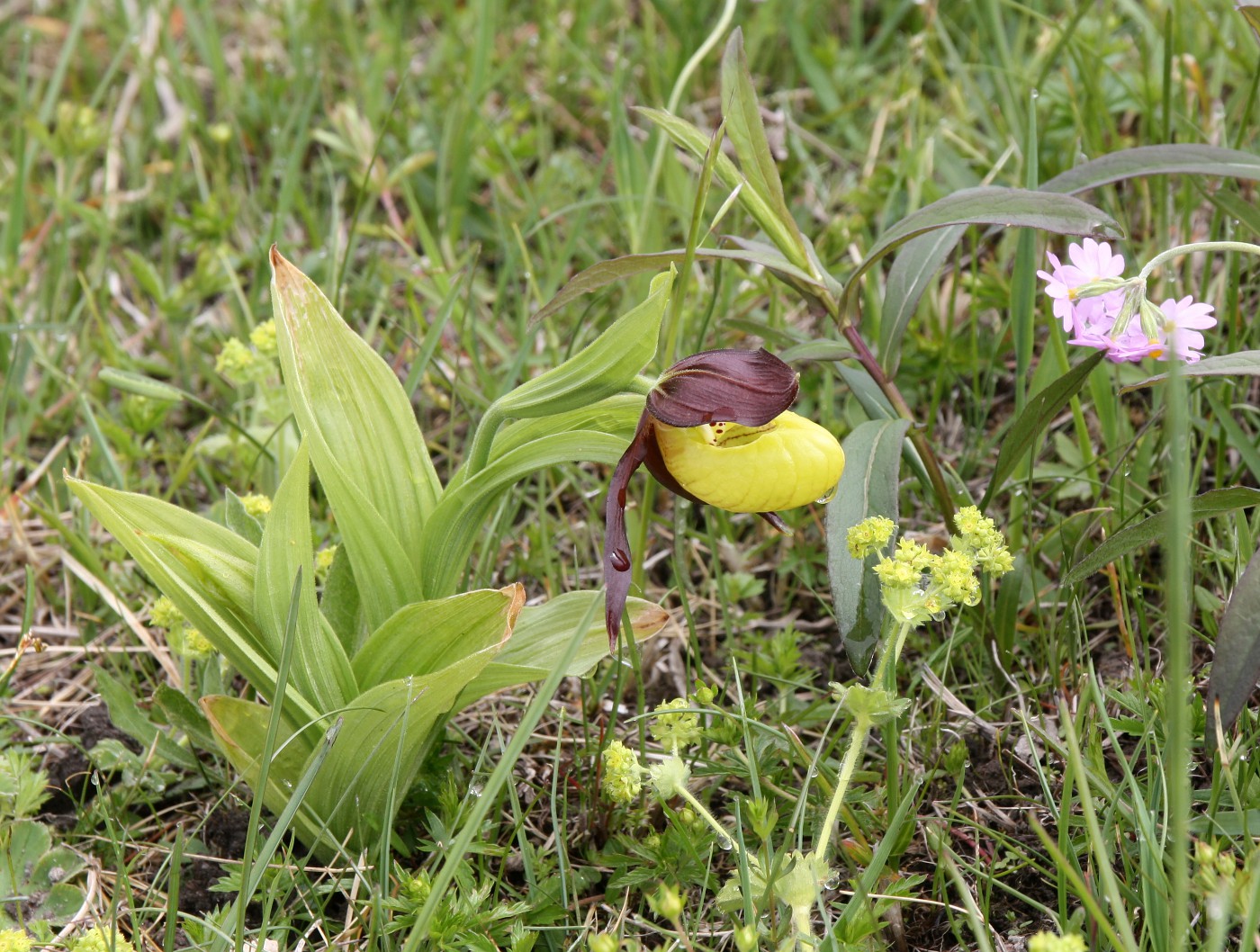 Изображение особи Cypripedium calceolus.