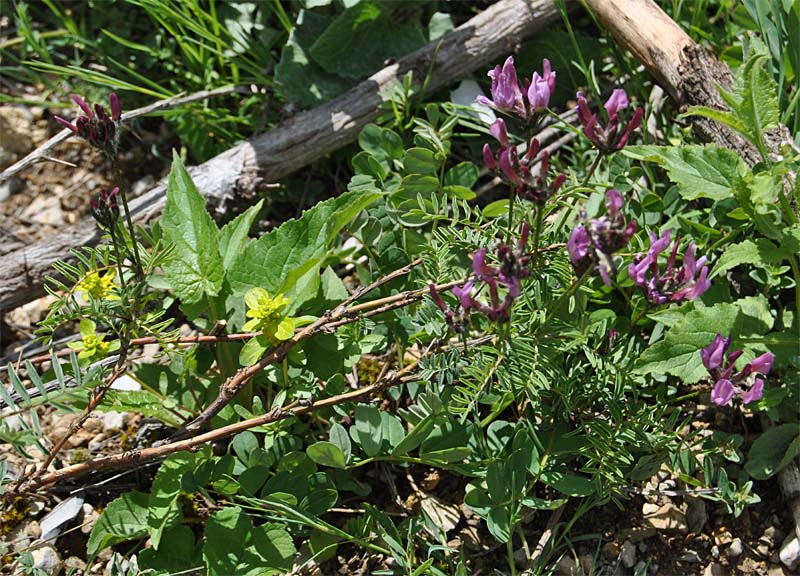 Image of Astragalus cornutus specimen.