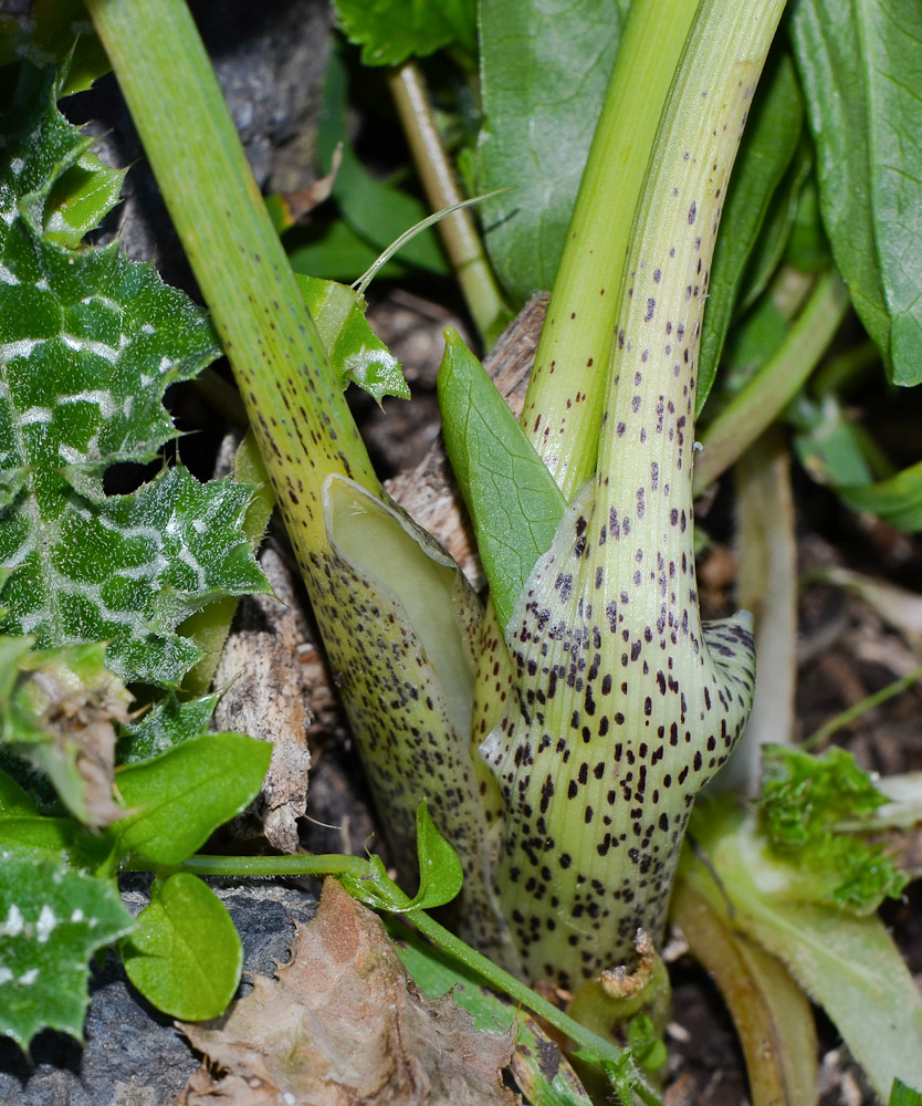 Изображение особи Eminium spiculatum.