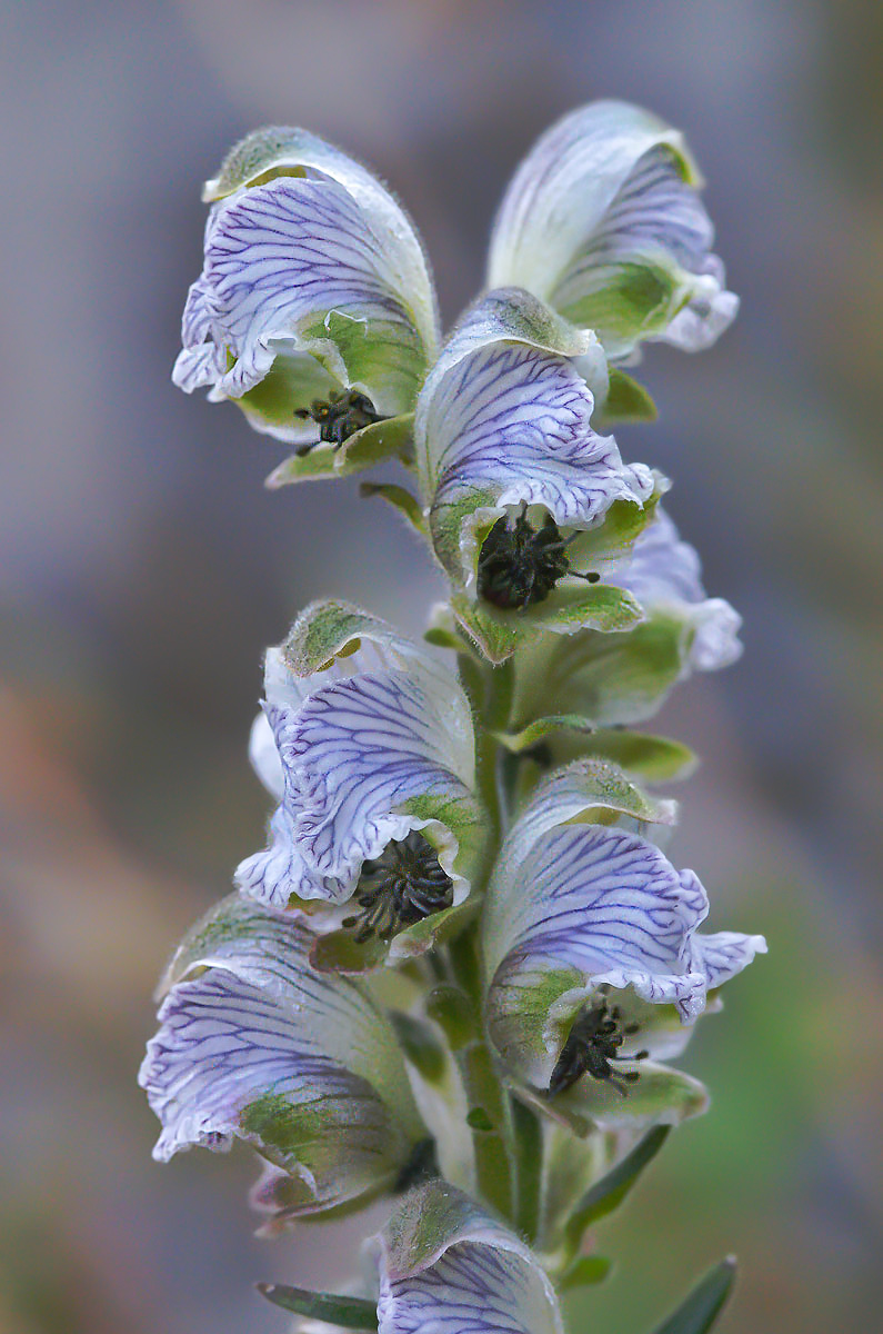 Image of Aconitum rotundifolium specimen.