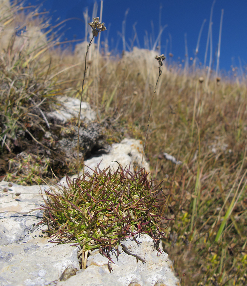 Image of Gypsophila tenuifolia specimen.