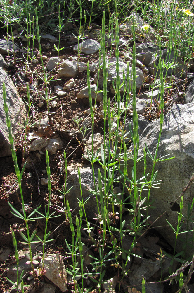 Изображение особи Crucianella latifolia.